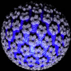 Human Papillomavirus Image Human Papillomavirus Image