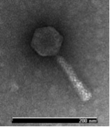 Bacteriophage.png