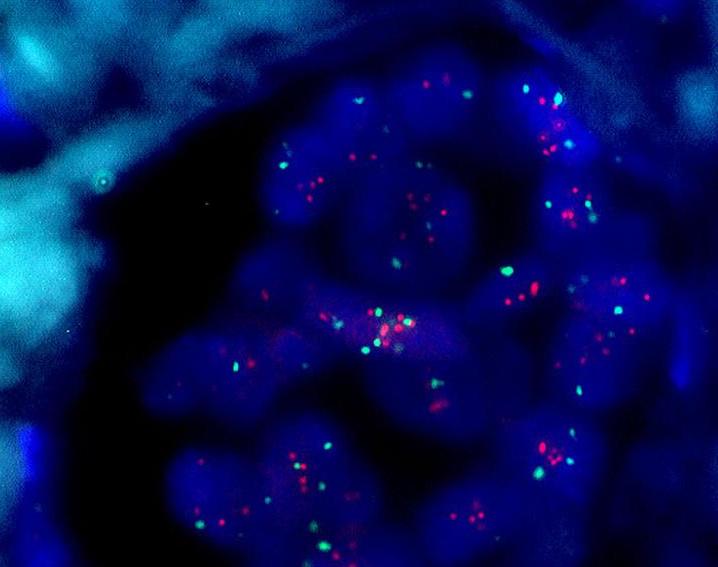 Resultado de imagem para sondas fluorescentes nas células