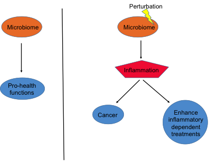 Role of Microbiome.png