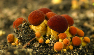 Xerocomellus Engelii.png