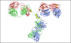 Diagram of the molecular structure of Bevacizumab