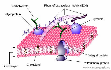 Los bloques fundamentales de la biología | CancerQuest