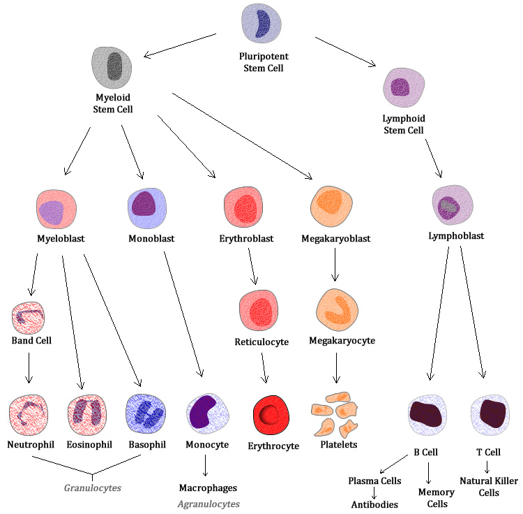 White Blood Cell Maturation Chart