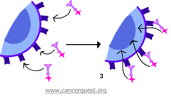 Immunotoxin Mechanism antibody treatment