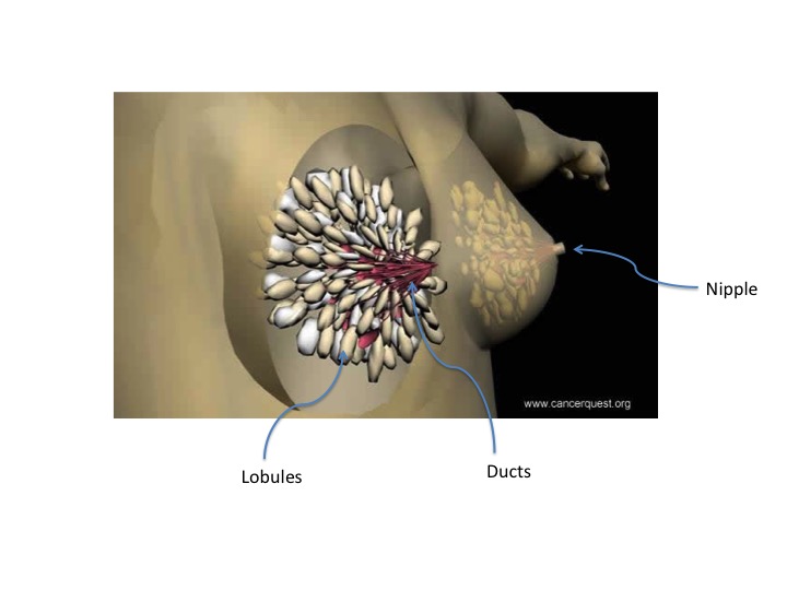 breast anatomy