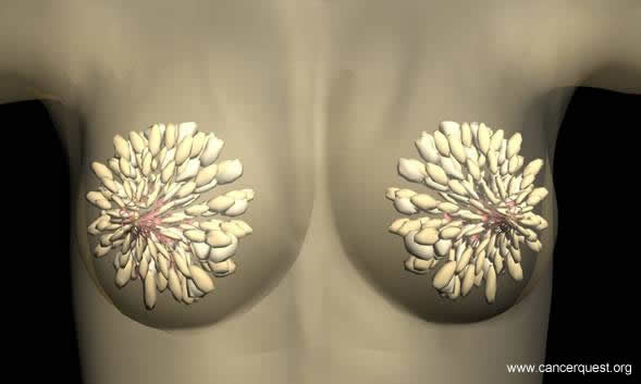 Front View of Breast breast anatomy