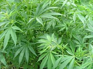image of Cannabis sativa plant