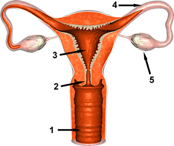 Anatomy of the Female Reproductive System female reproductive anatomy