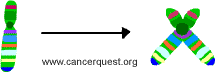 replicated chromosome x-shaped chromosome