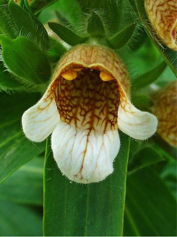 Digitalis lanata Digitalis lanata