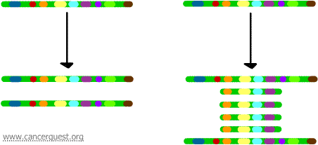 What is gene amplification?