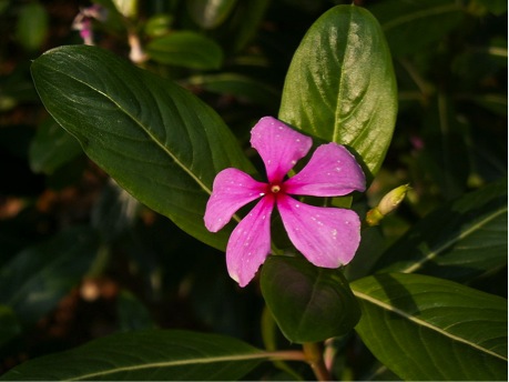Madagascar periwinkle Madagascar periwinkle