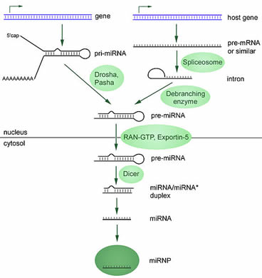 MicroRNA biogenesis