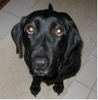 Cancer in Dogs Cancer in Dogs