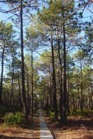 French Pine trees
