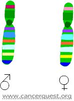chromosomes male and female chromosome