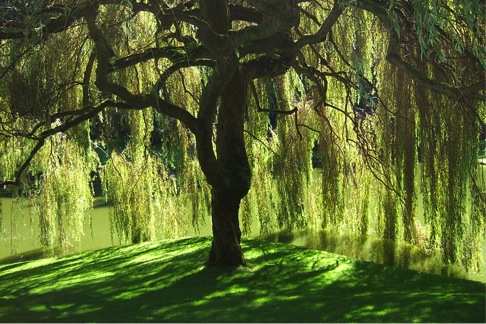 Willow tree Willow tree