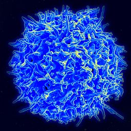 Image of a Healthy Human T Cell