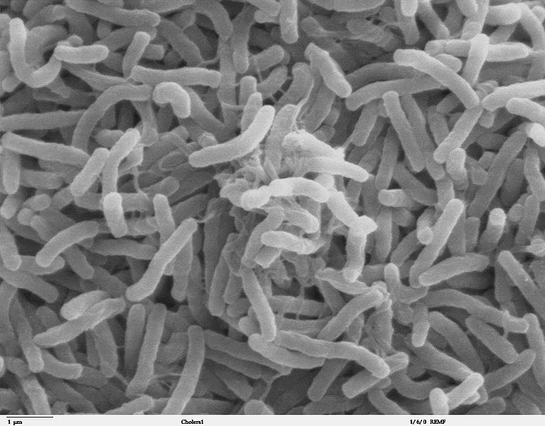 army of cholera bacteria