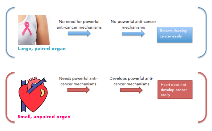 Large, paired organs did not need to evolve sophisticated mechanisms of fighting cancer.