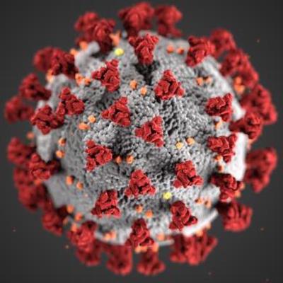 Ultrastructural morphology of coronaviruses