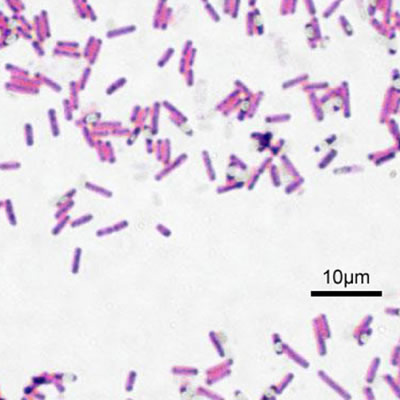 microscopic view of B. subtilus