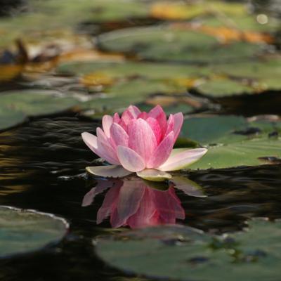 water lily and lily pads floating on water