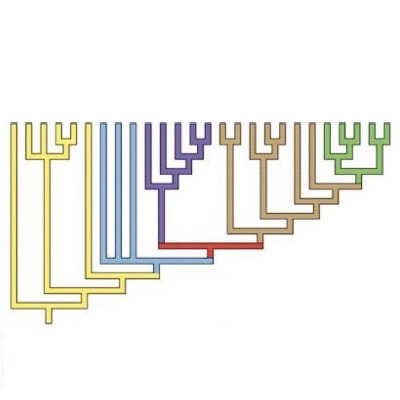 Cladogram - genetic tree - with different colored branches