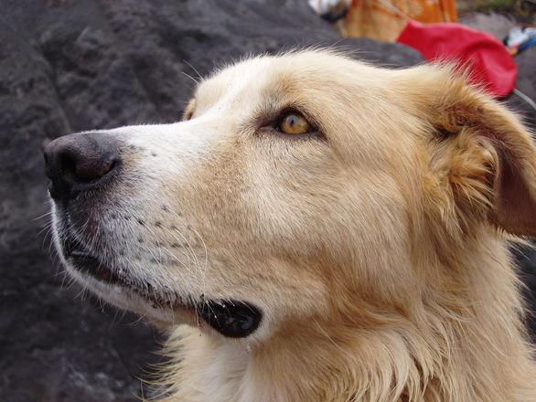 Dog looking up.