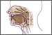 Nasopharyngeal Metastasis Protein Discovered.