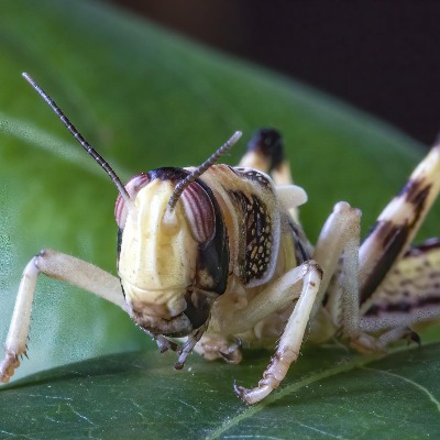 Close-up photo of an insect. Either a locust or grasshopper.