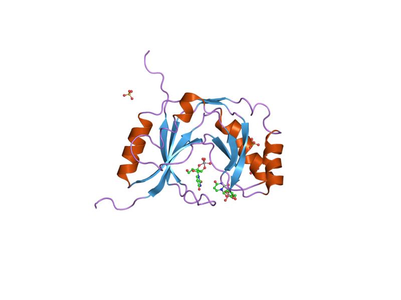 a protein fragment