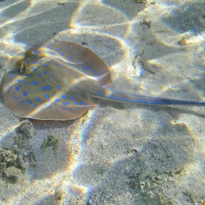 a stingray swimming in clear water