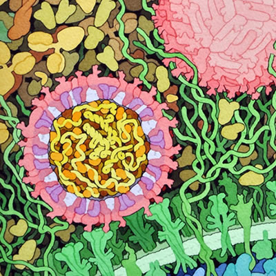 Model of Zika virus (cut away and whole) infecting cells