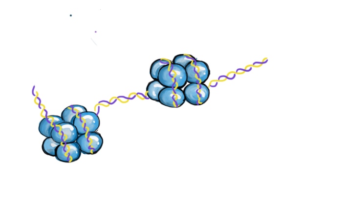 dna-nucleosome.jpg