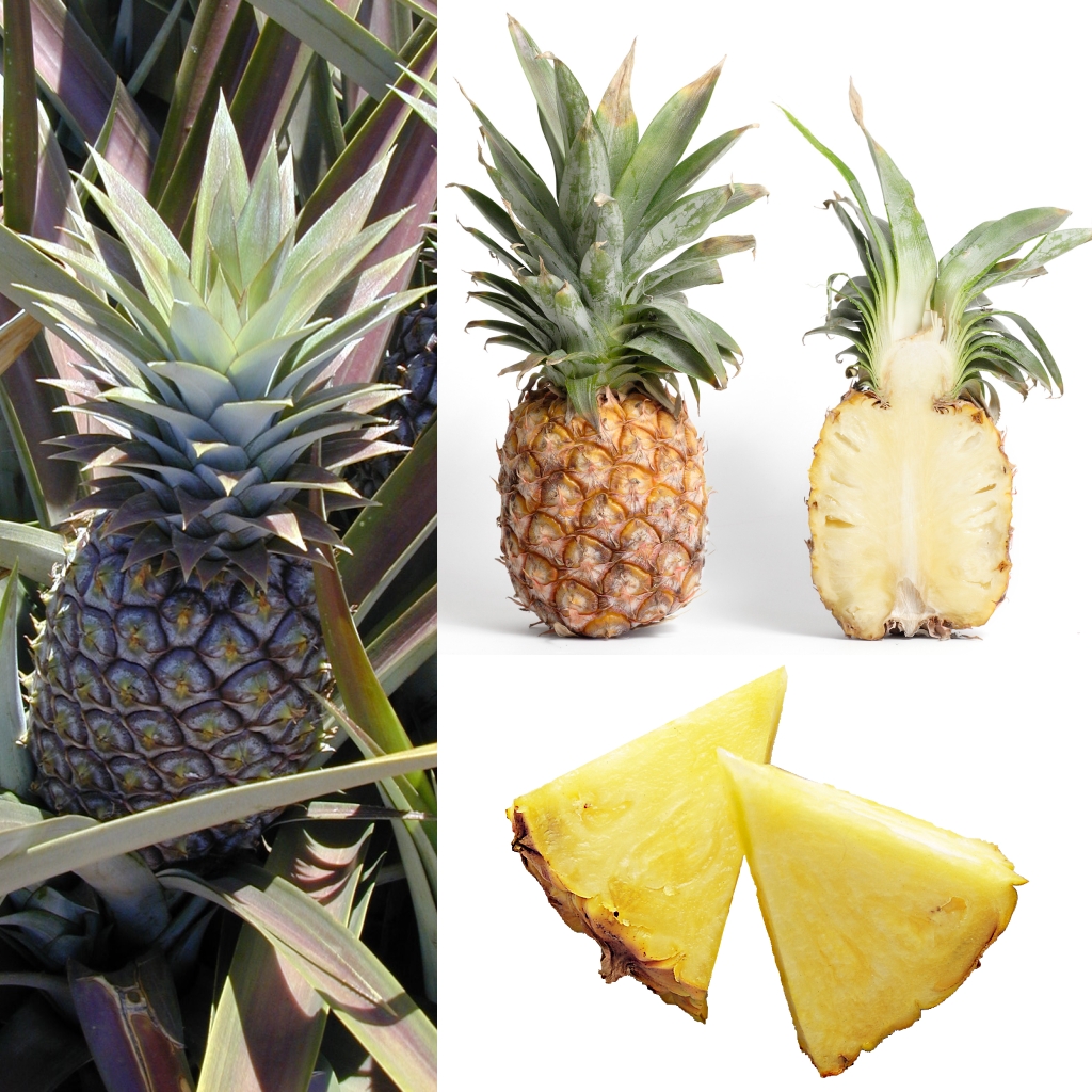 pineapple.jpg