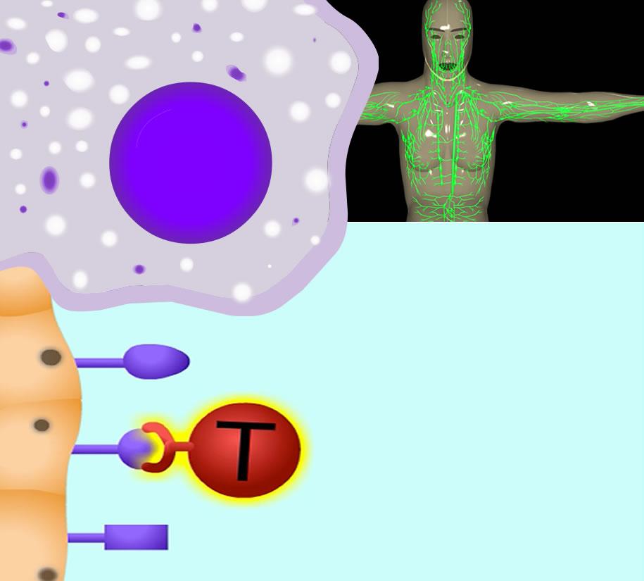 Montage of immune system images: lymphatics, T cell, macrophage