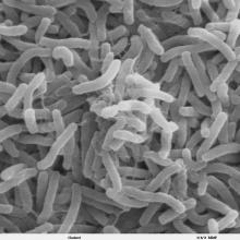 army of cholera bacteria