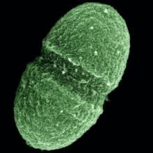 Enterococcus faecalis- a part of normal human intestinal flora