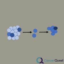 cancer drug resistance. a diagram for selection of drug resistant cells and outgrowth