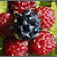 Black raspberries prevent colon cancer in mouse model systems.