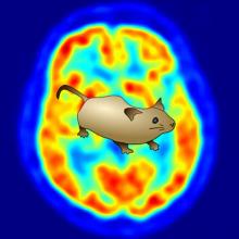 Raton sobre imagen PET de un cerebro humano