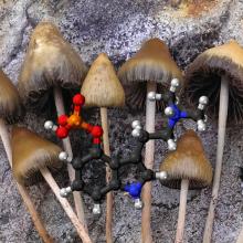 mushrooms and psilocybin structure